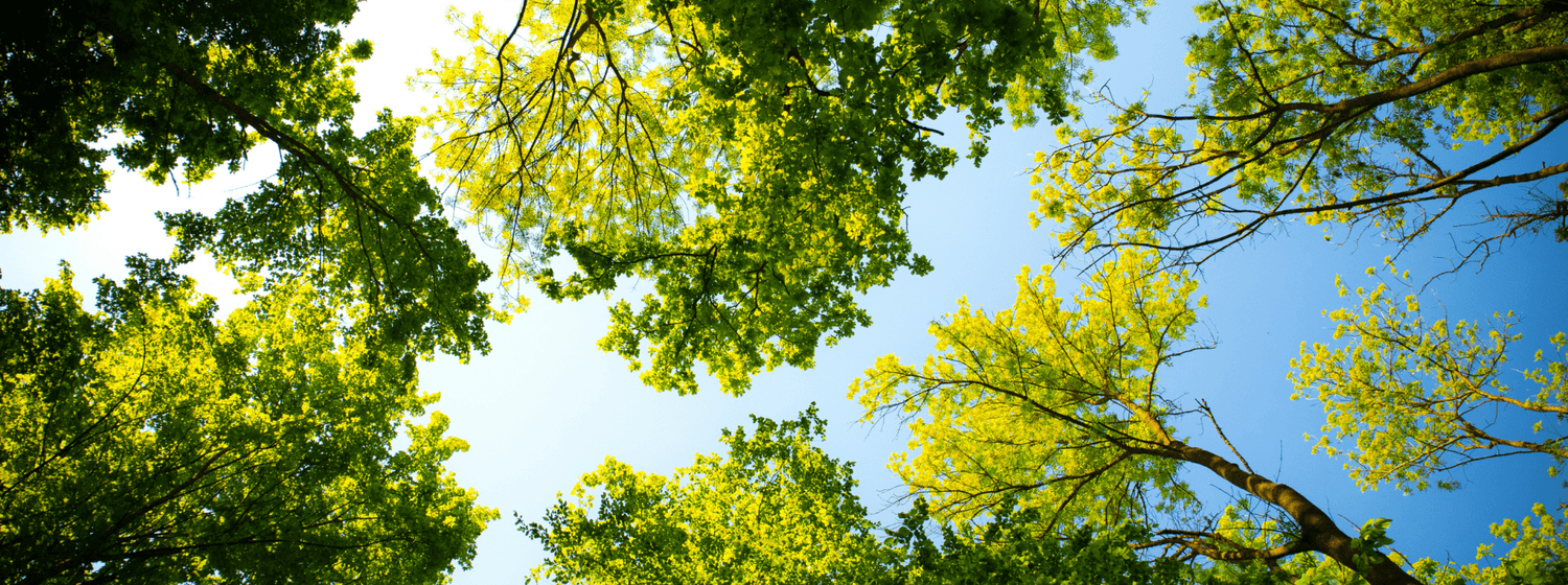 Page d'accueil - LYSSA SELECT